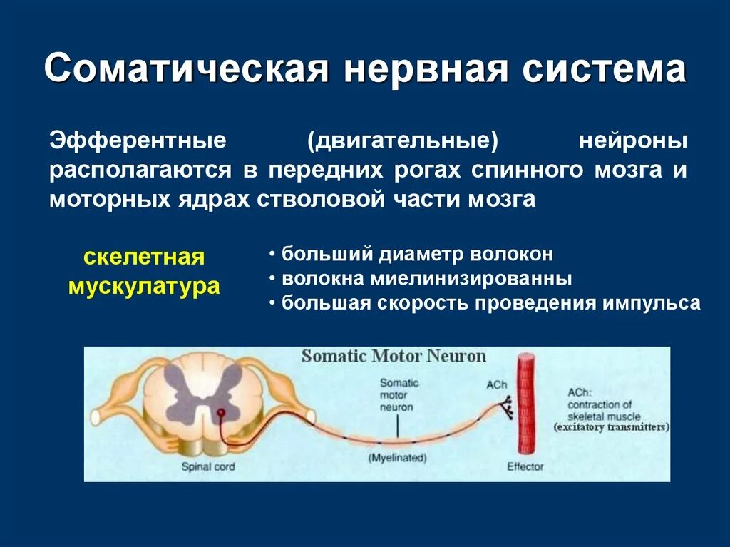 Двигательный вегетативный нейрон. Соматическая неврна ясистема. Соматическая нервная система. Нервы соматической нервной системы. Строение соматической нервной системы.