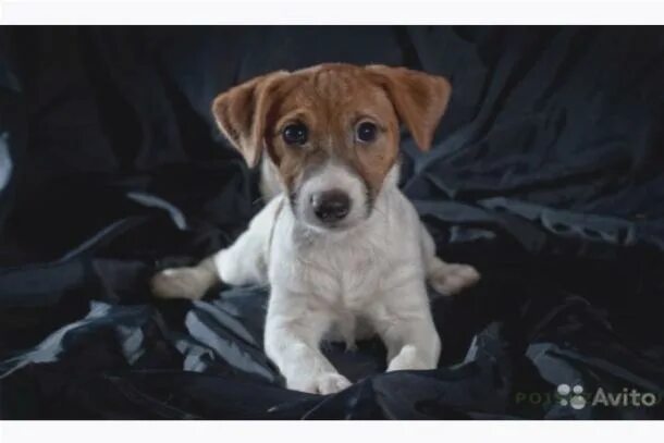 бадди джек рассел терьер. имена для джек рассел терьера. имена для джек рассела девочки. имена для джек рассела девочки. пропала собака джек рассел терьер.