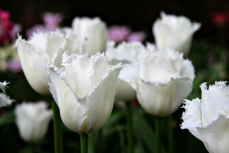 Тюльпан вайт дрим (триумф). Тюльпан бахромчатый дайтона. Тюльпан триумф «snowboard». Белые тюльпаны сорта. Тюльпан триумф white dream (вайт дрим).