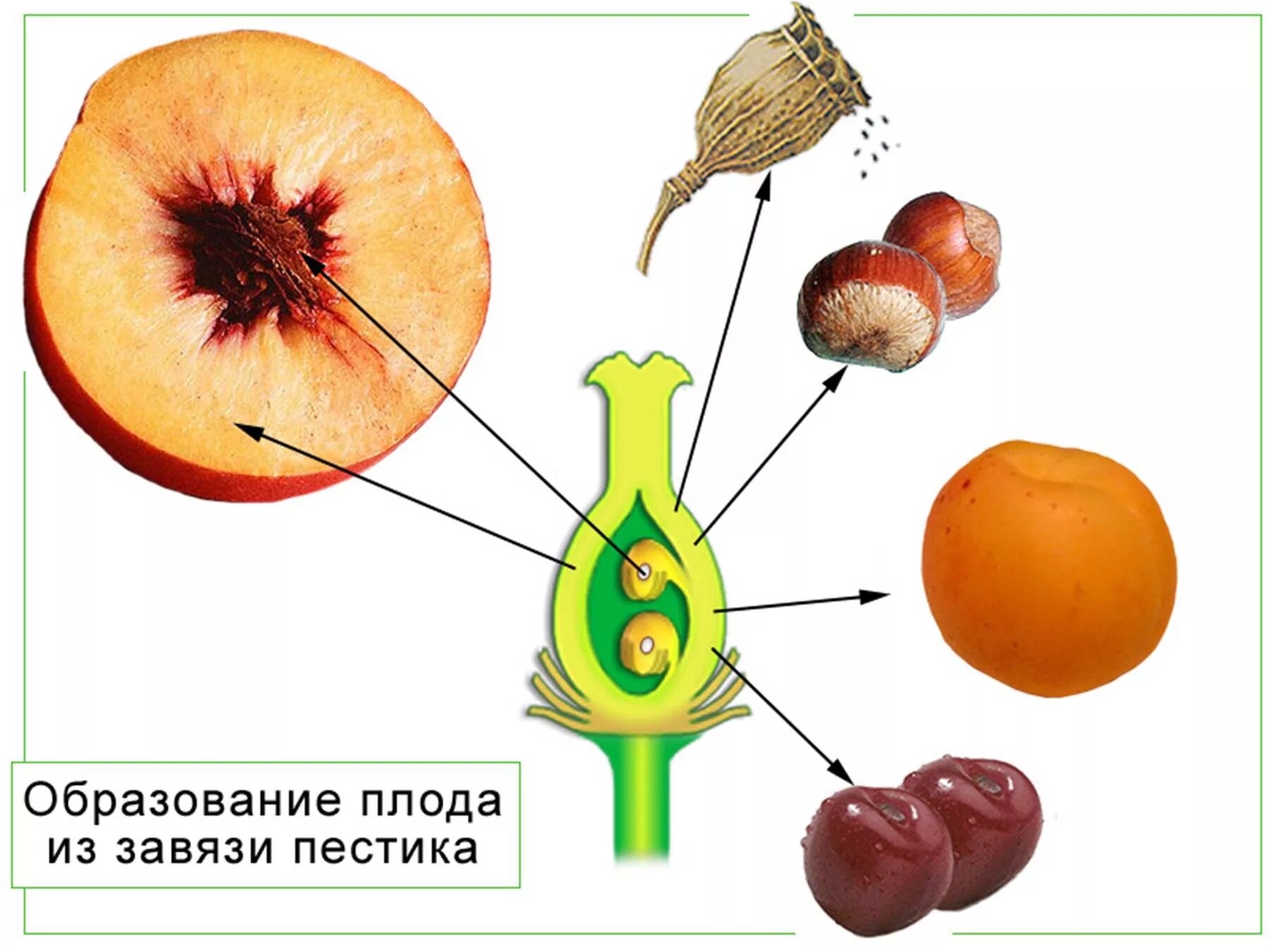 Из которого впоследствии образуются плоды с семенами. Семя у цветковых растений образуется из. Завязь пестика плод. Образование плода из завязи пестика. Строение плода покрытосеменных растений.