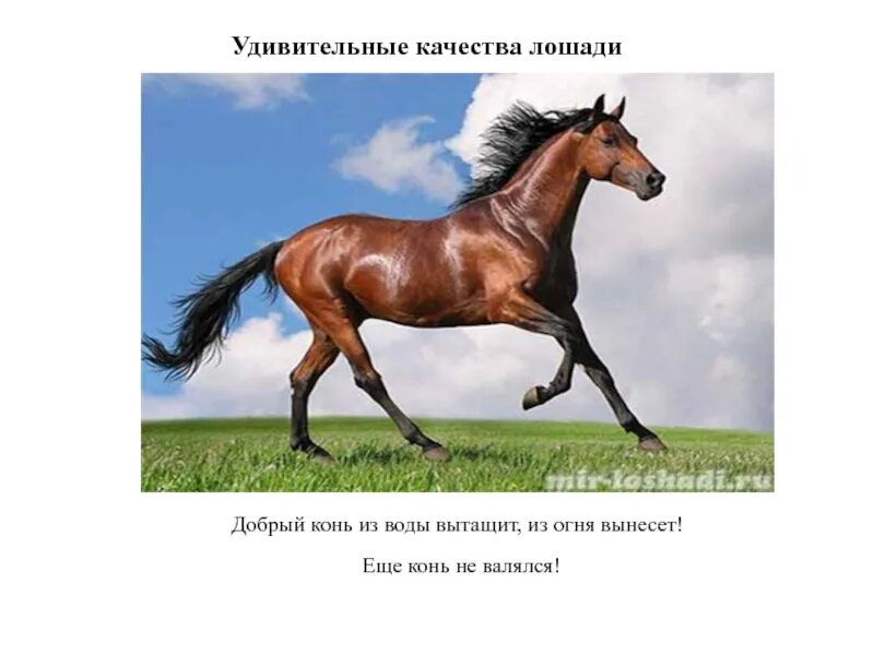 Предложения с словом конь. Конь предложение. Предложение со словами добрый конь. Предложение про лошадь. Предложение со словом добрый конь.