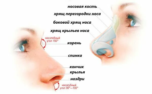 Почему давит на переносицу
