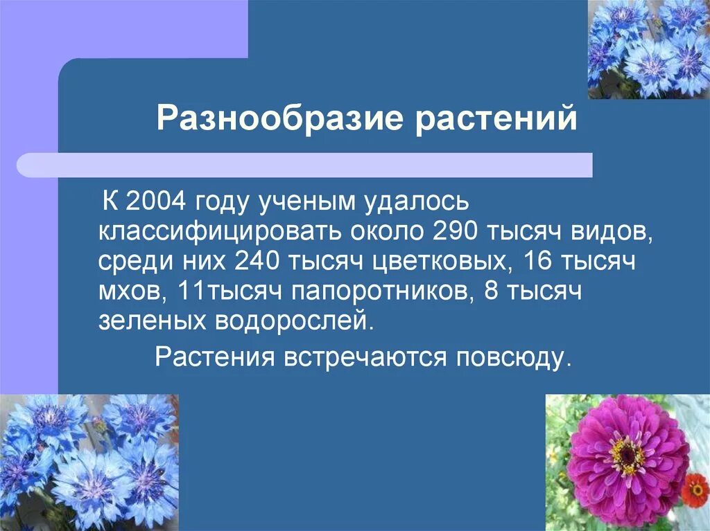 Как сохранить разнообразие растений. Разнообразие растений. Разнообразие цветов растений. Разнообразие растений на земле. Многообразие растений растений.