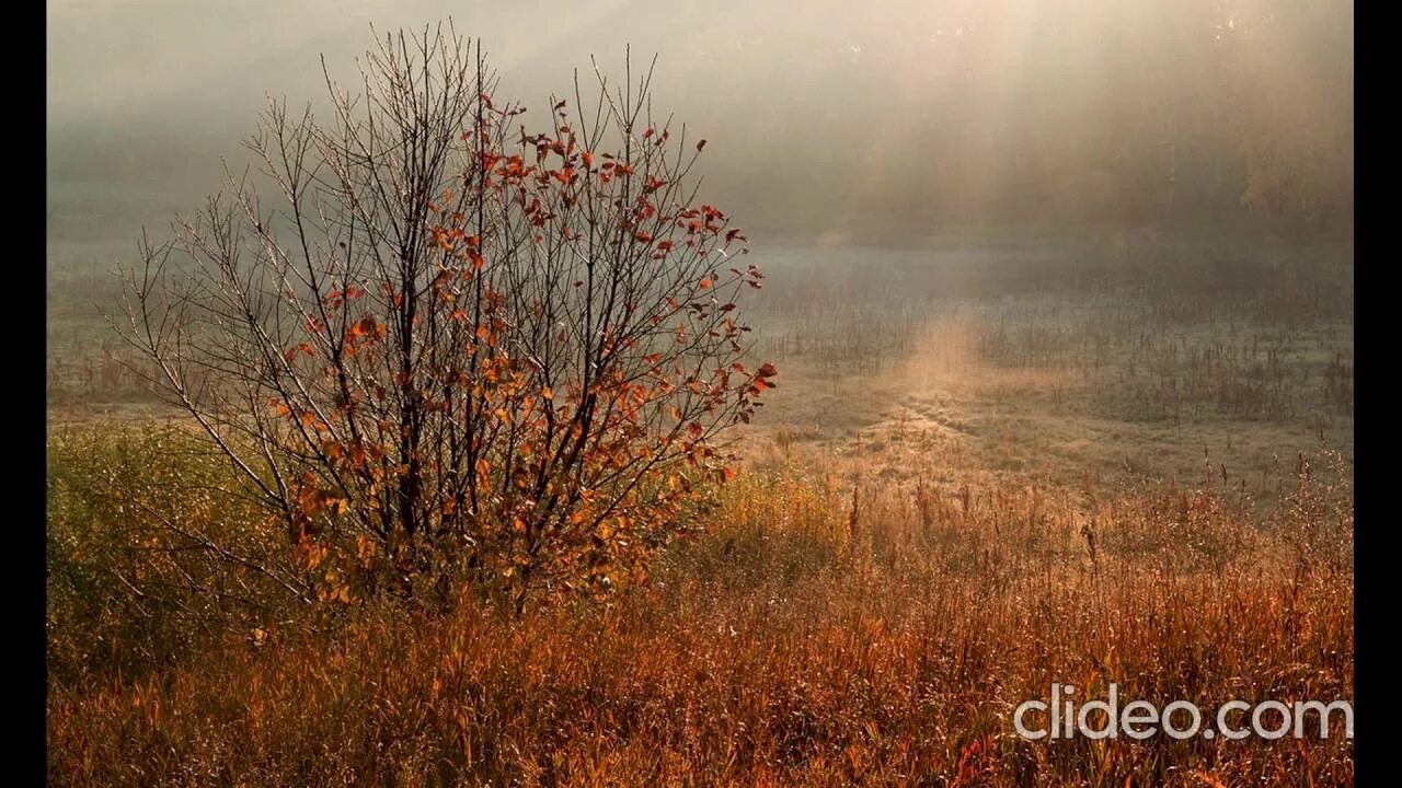 Осенний куст. Унылая осень. Унылая поздняя осень. Кустарники поздней осенью. Воздух застыл степь приняла унылый вид