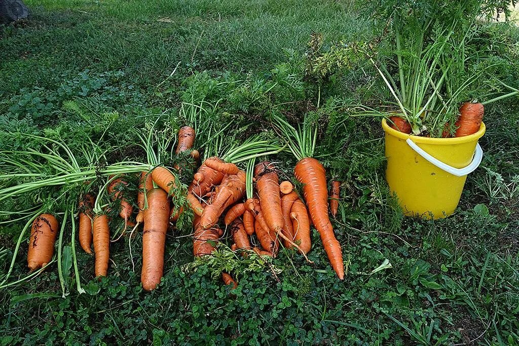 Какую почву любит морковь. Морковь на грядке. Морковь в огороде. Овощи на грядке морковка. Морковка растет.