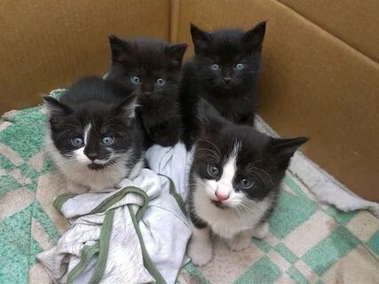 Отдам котенка в добрые