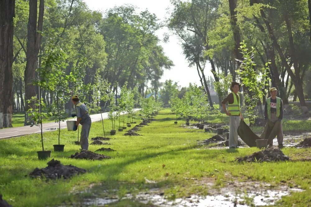 Какие деревья высаживают в парках. Бишкек Оук-парк. Дерево парк Бишкек. Парк имени Чолпонбая Тулебердиева. Сквер Бишкек.