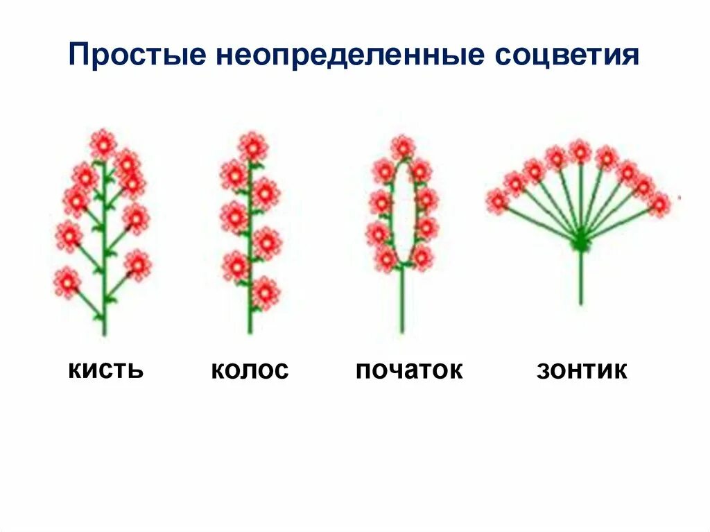 Соцветие сложный початок. Простые соцветия. Простые и сложные соцветия. Цветок или соцветие. Соцветие цветка.