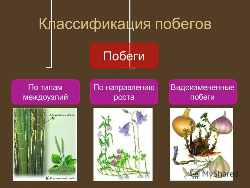 Разнообразие побегов. Разнообразие побегов по расположению в пространстве. Растения с прямостоячими стеблями. Типы побегов у растений. Разнообразие побегов 6 класс.