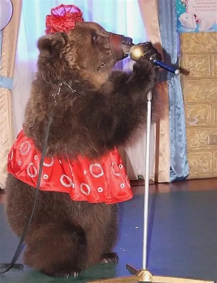 Медведь поет. Медвежонок поет. Медведь поет в микрофон. Музыкальный поющий медведь с гармошкой. Я пою медведь