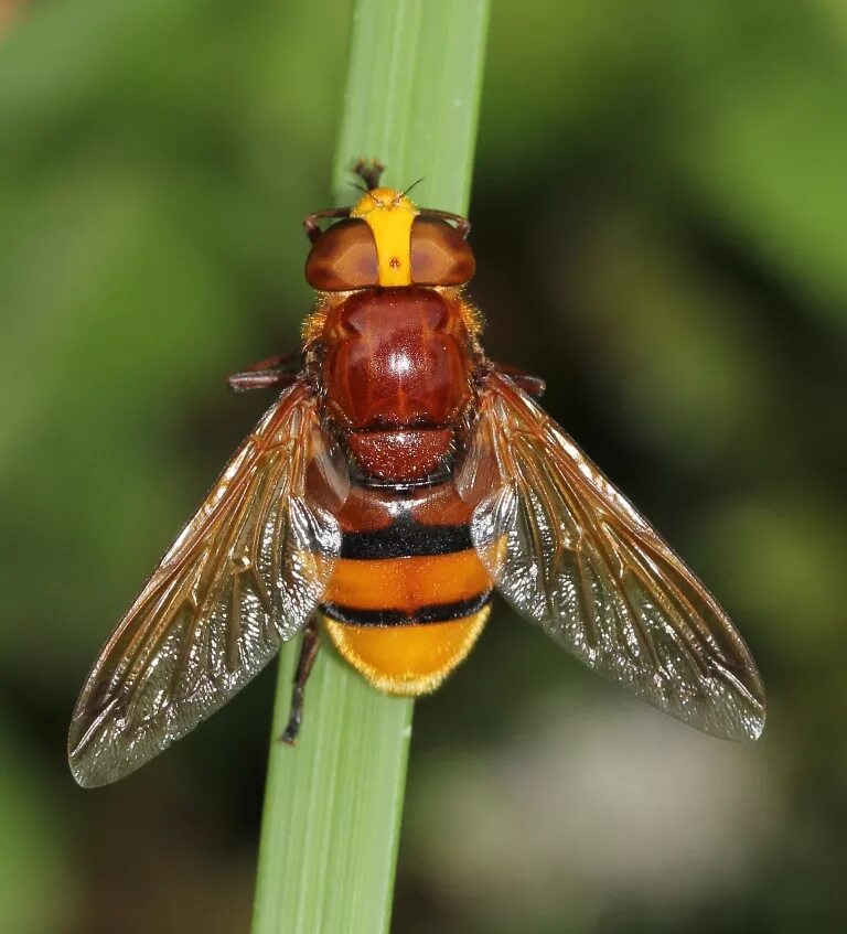 Мухи похожие на ос. Муха Volucella Zonaria. Журчалка Шершень. Осиная Муха обыкновенная. Журчалка большеголовка.