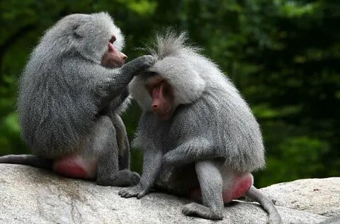Wild partners