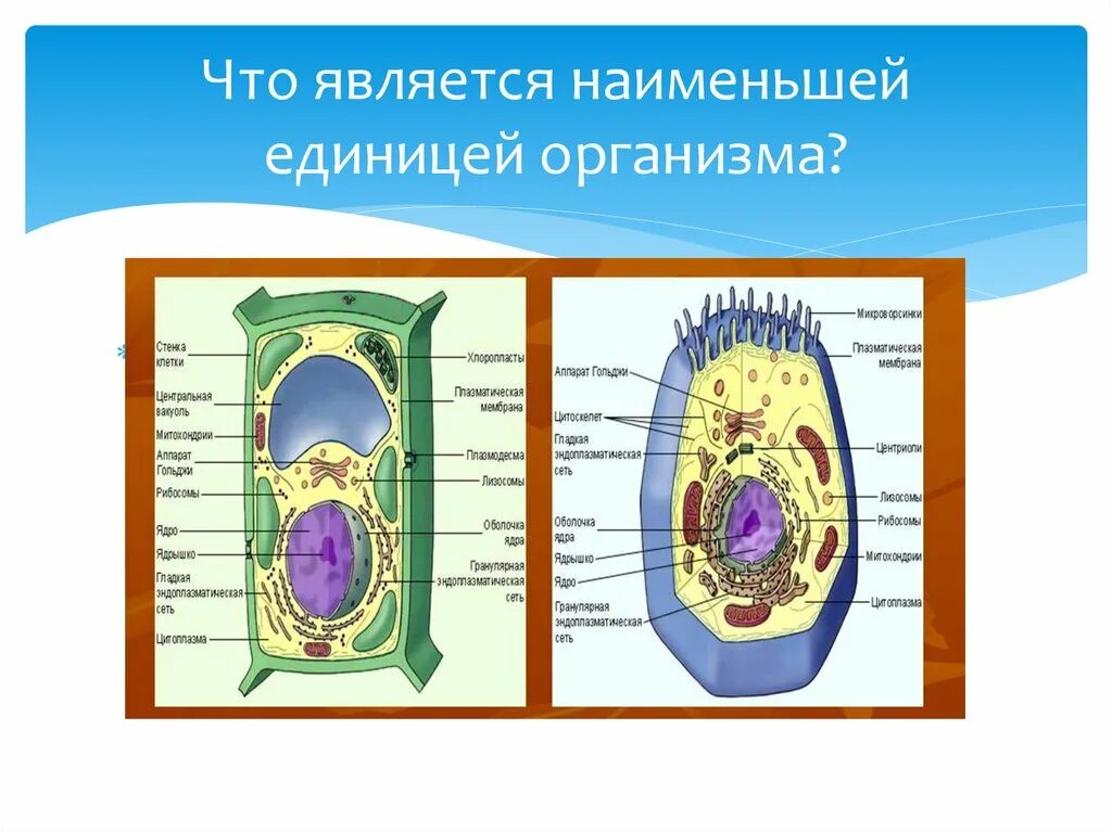 Единица строения всех живых организмов. Наименьшей единицей является. Что является Наименьшей единицей организма. Организм как единое целое схема. Организм как единое целое рисунок.