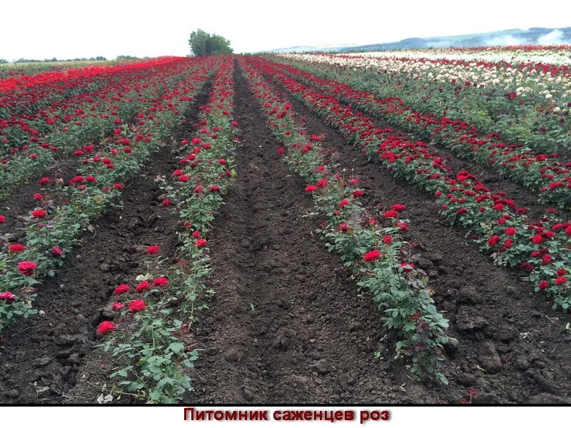 Корочанский питомник саженцы. Питомник роз Воронеж село Добрино. Саженцы роз село Добрино Воронежская. Питомник саженцев. Питомник саженцы.