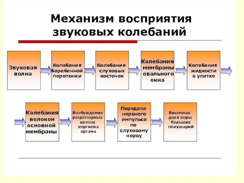 Последовательность процесса восприятия. Последовательность восприятия звука. Механизм восприятия звука. Механизм восприятия звуковой волны. Механизм слуха восприятия анализатор.