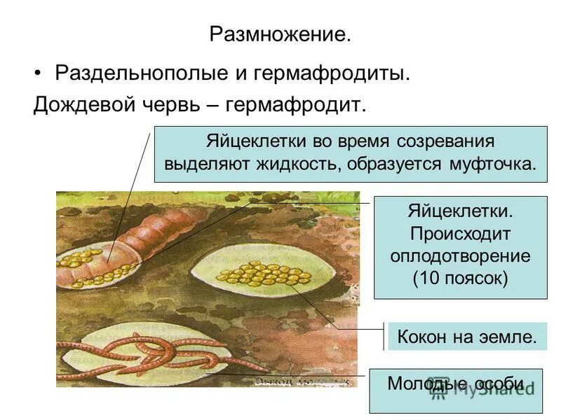 Особенности половая системы у кольчатых червей. Плоские черви раздельнополые. Система размножения кольчатых червей. Тип кольчатые черви 7 класс биология. Геогельминты аскарида власоглав острица.