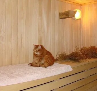 Кот в бане