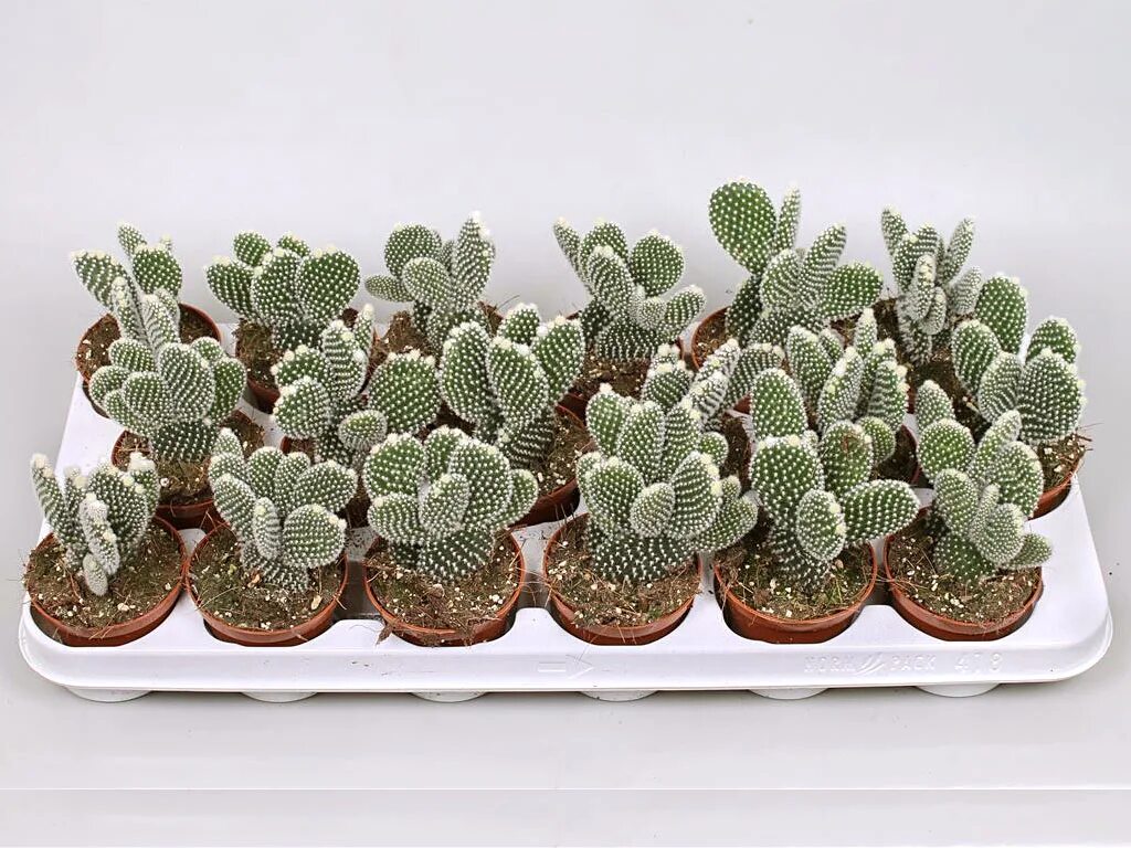 опунция microdasys albispina. кактус опунция альбиспина. опунция альбиспина. опунция альбиспина. опунция альбиспина.