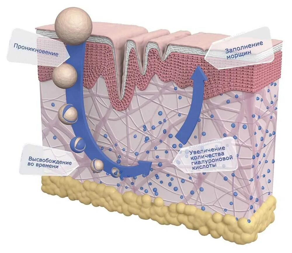 Гиалуроновая кислота строение кожи. Гиалуроновая кислота в коже. Гиалуроновая кислота клетки кожи это. Функции гиалуроновой кислоты в коже. Лучшие липидные маски