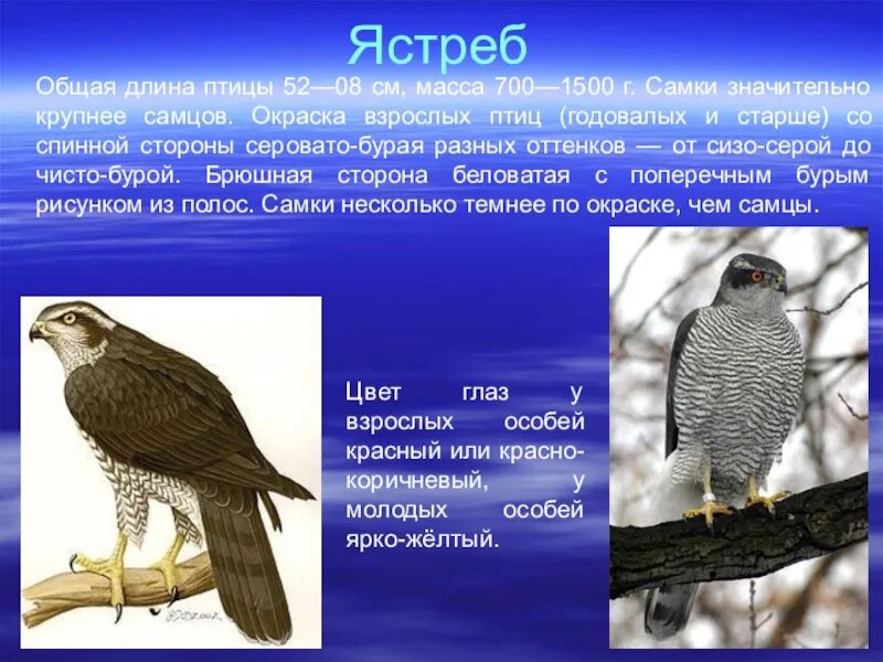 Птицы доклад 8 класс. Ястреб презентация. Доклад про ястреба. Презентация на тему Хищные птицы. По биологии дневные Хищные птицы.