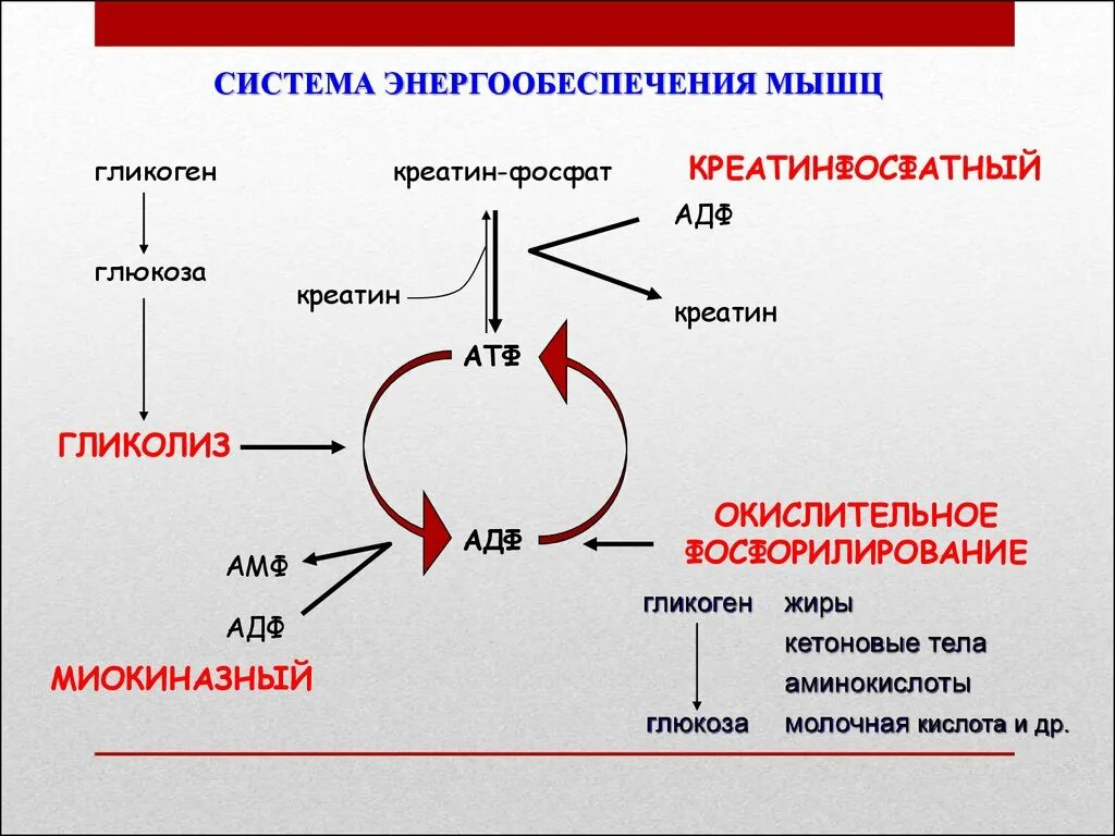 Протекание гликолиза кольцевые днк. Схема энергообеспечения мышц. Гликолиз в мышцах. Энергетическое обеспечение мышечной деятельности схема. Источники энергообеспечения мышечной деятельности.