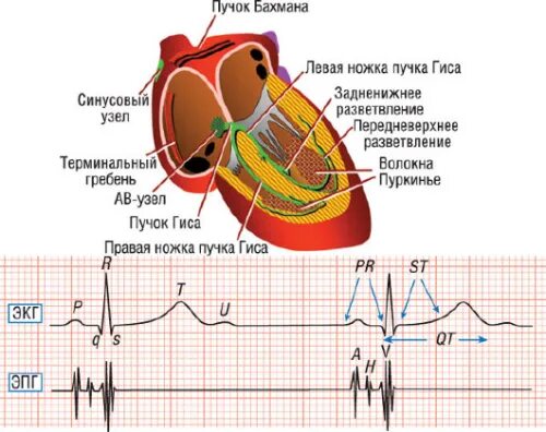 Пучок пуркинье. Проводящая система сердца схема с ЭКГ. Пучок Гиса и волокна Пуркинье. Пучок Бахмана. Моделирование электрической активности сердца.