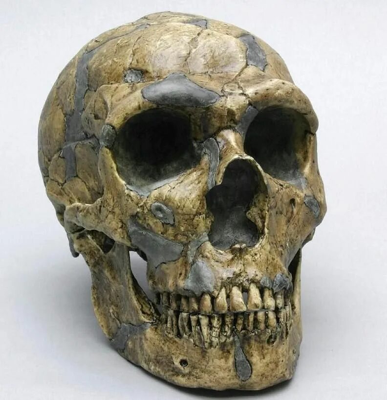 Череп неандертальца. Неандерталец (homo neanderthalensis) череп. палеоантропы археологические находки.