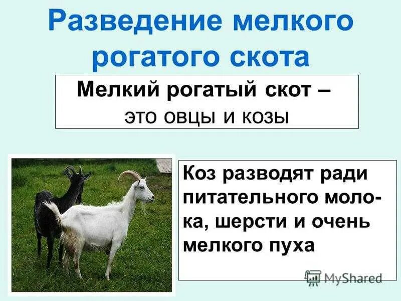 Рога козленка. Особенности строения козы. Коза способ питания у животных. Особенности строения козы. Тоггенбургская коза.
