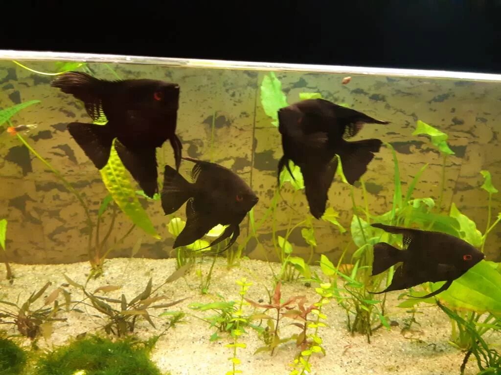 Скалярия аквариумная рыбка. Рыбки скалярий самец самка. Скалярия черная самец. Скалярия самец и самка. Как отличить самца скалярии