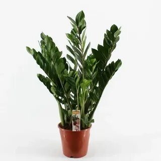 Plant sales