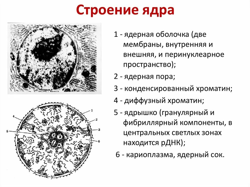 Строение ядра хроматин. Строение и функции ядра, хроматина, ядрышка.. Структура хроматина ядра. Строение ядра кариоплазма хроматин ядрышко. Назовите структуры ядра