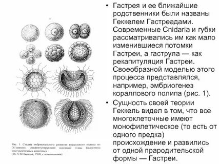 Индивидуальное развитие многоклеточных организмов