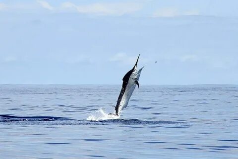 Black marlin