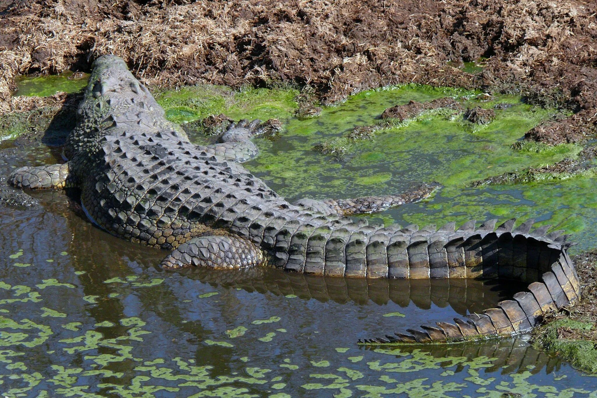 Крокодилы в ниле. Нильский крокодил Crocodylus niloticus. Варан пустынный крокодил.