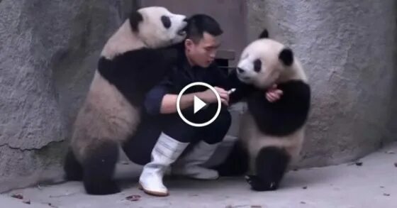 детёныш панды чихнул. южный парк чихающая панда. панда чихает. панда чихнула.