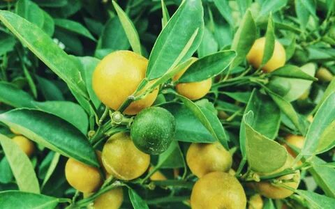 Fruits plant