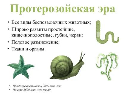 Губки черви