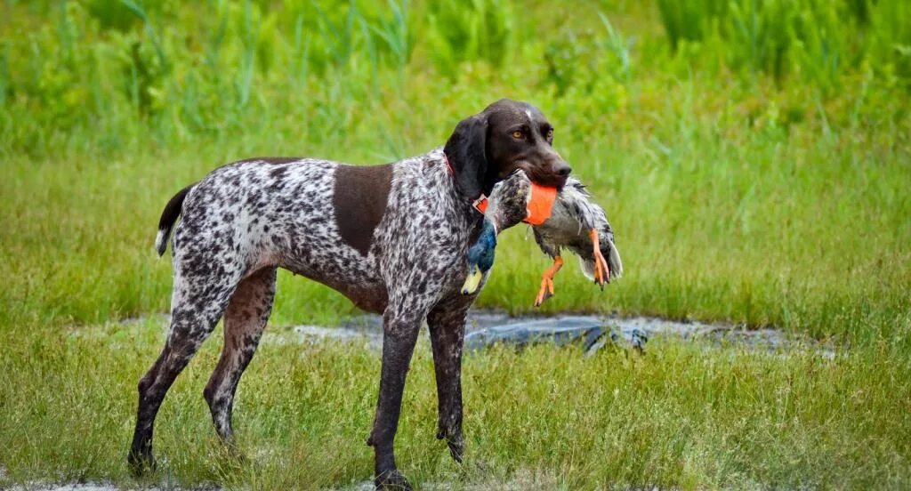 Сеттер породы охотничьих собак. Рабочая охотничья собака. Легавая курцхаар. Сеттер пойнтер курцхаар. Курцхаар легавая охотничья.