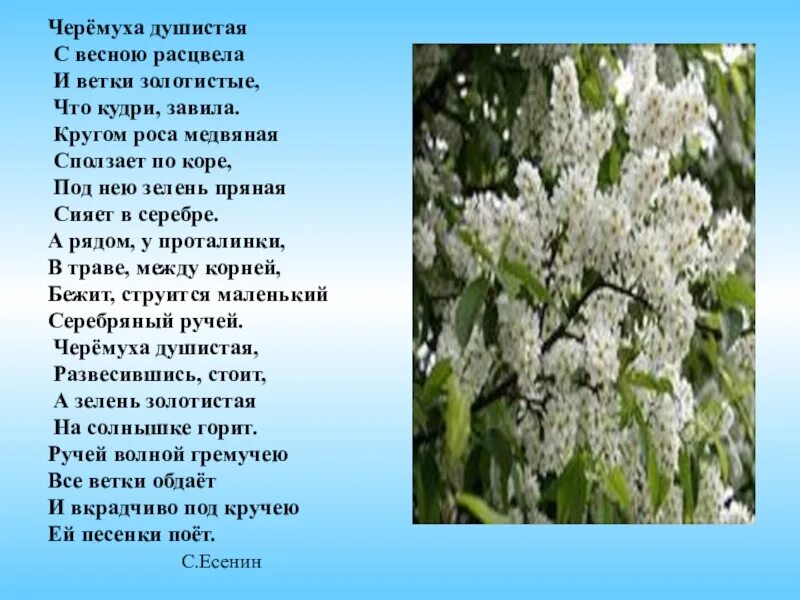 Как пишется зацвела. Стих Есенина черемуха душистая. Черемуха Есенин стихотворение. Фет черемуха.