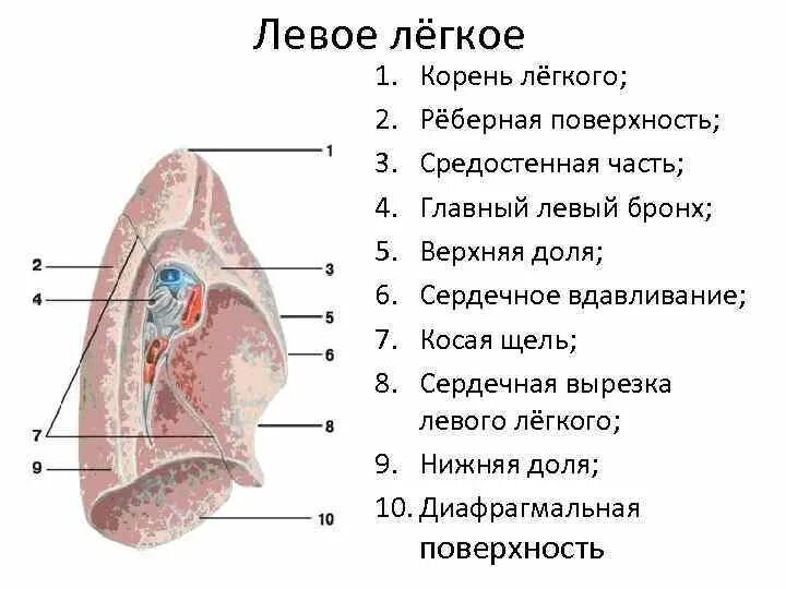 Структура правого легкого корень. Структура корня легкого. Корень левого легкого анатомия. Легкие анатомия корень легкого. Размер левого легкого