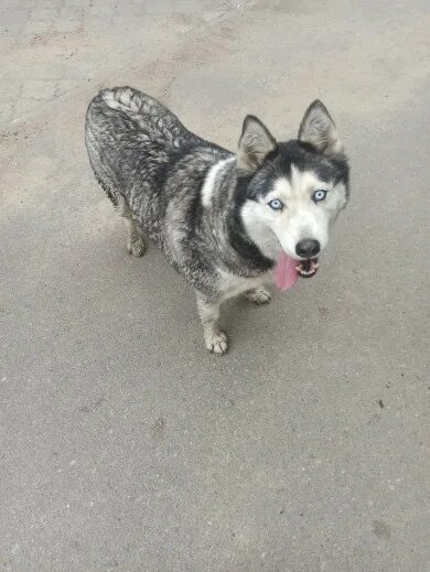 Найди хаску