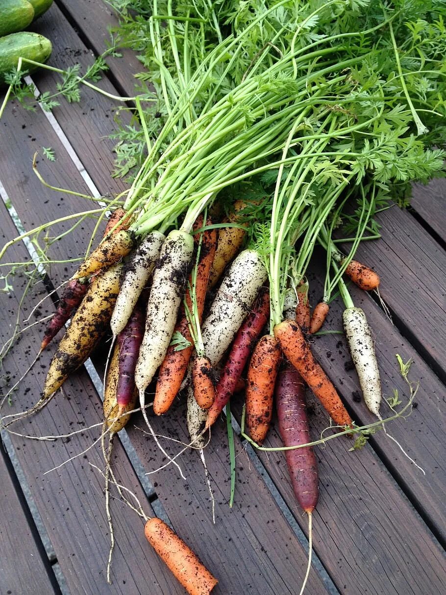 Как растет морковь. Морковь. Овощи корнеплоды. Морковка растет. Морковь в огороде.