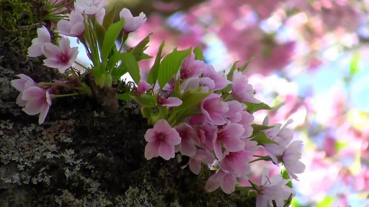 Нежные весенние цветы в природе. "Очарование весны". Апрель цветы. Пробуждение весны. Красивая весенняя песня