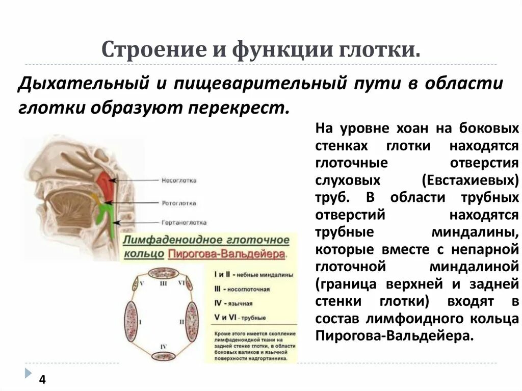 Строение и функции глотки. Глотка функции анатомия. Функции глотки кратко. Функции глотки таблица.