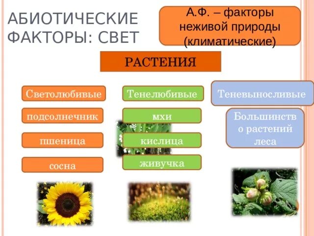 Определи факторы неживой природы выбери. Абиотические факторы неживой природы. Экологические факторы растений. Светолюбивые организмы. Влияние экологических факторов на растения.