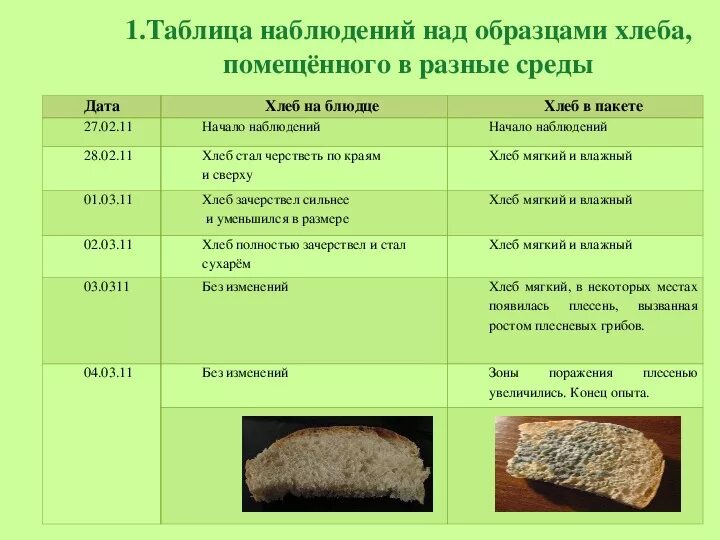 Плесневые грибы часто появляются на хлебе. Таблица плесени на хлебе. Плесень на хлебе. Плесневые грибы таблица. Плесневый гриб на хлебе исследовательская работа.