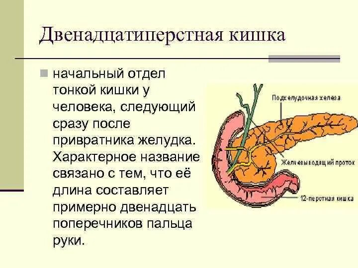 Строение 12 перстной кишки. Отделы 12перстной кишки человека. Двенадцатиперстная кишка отделы анатомия. Строение 12 перстной кишки человека.