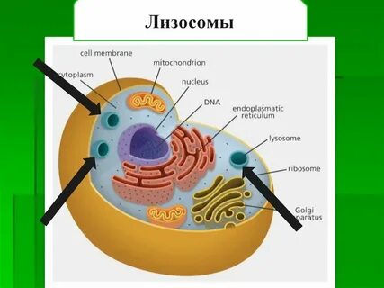 Состав лизосомы животной клетки