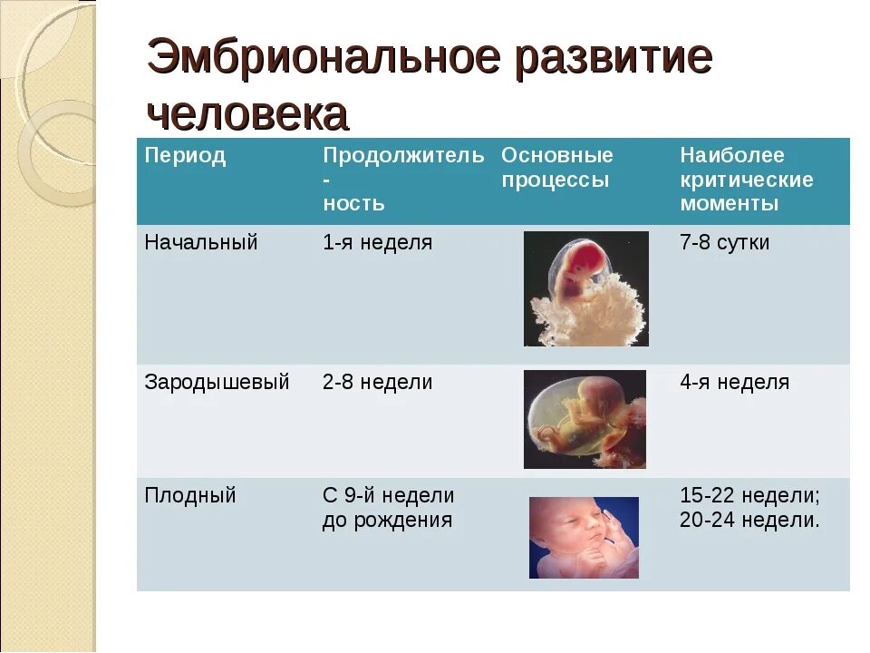 Стадии развития зародыша в эмбриональном периоде. Периоды эмбрионального развития человека. Этапы эмбрионального развития человека таблица. Эмбриональный период эмбриогенеза человека. Состояния при 8 неделях