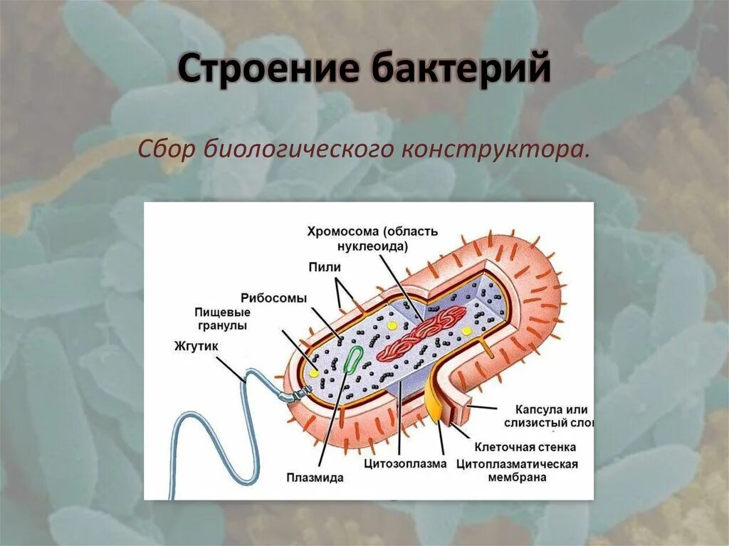 Строение бактериальной клетки 5. Строение бактериальной клетки 10 класс биология. Строение бактериальной клетки 7 класс биология. Строение бактериальной клетки 6 класс биология. Из каких клеток состоят бактерии